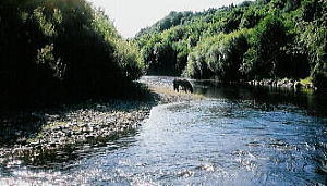 水の清らかなこと・・・安らぎます。いきなり河の水を飲みに馬があらわれました。