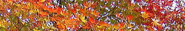 秘苑の紅葉が見ごろでした。繊細で芸術的な建築物と心安らぐ景色